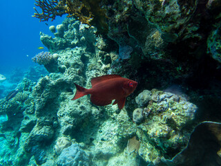 Naklejka na ściany i meble Priacanthus hamrur or Bull-eye-hamrur in Red Sea coral reef, Hurghada, Egypt