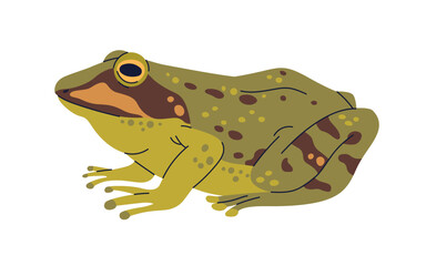 Marsh frog, amphibian animal. European froggy with spotted multicolor skin. Pelophylax ridibundus, spotty froglet side view. Flat graphic vector illustration isolated on white background