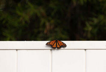 Monarch Butterfly Soaking Up the Sun on White Fence 