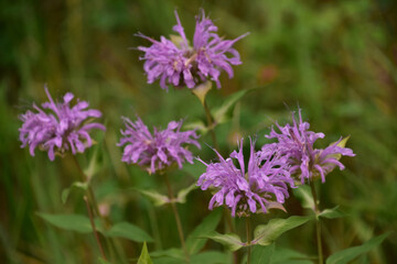 Purple Bee Balm Flowering and Blooming in Nature