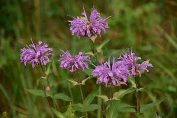 Wild Lavender Bee Balm Blooming in Nature