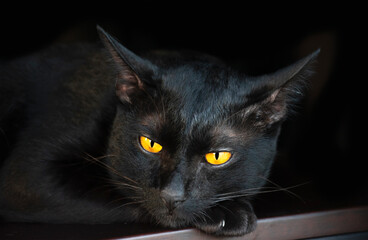 Portrait black cat on table with black background