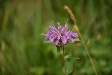 Close Up Lavender Bee Balm Flowering in the Summer
