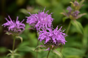 Fantastic Purple Bee Balm Wildflowers in South Dakota