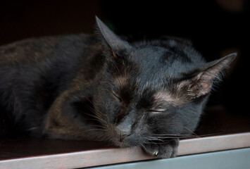 Portrait black cat sleeping on table with black background