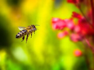 Bee flying to a red heuchera flower