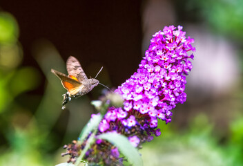Hummingbird hawk-moth flying to a budleia flower