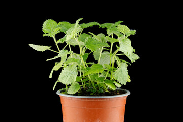 Melissa grows in a pot. Melissa on a black background