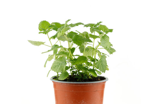Melissa grows in a pot of isolates. Lemon balm herb growing in a terracotta pot