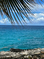 palm tree on the beach with lizard on rocks
