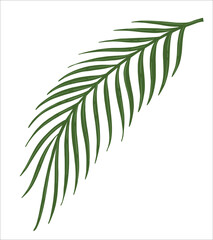 Beautiful realistic palm tree branch with thin leaves. Illustration on an isolated background. Vector.