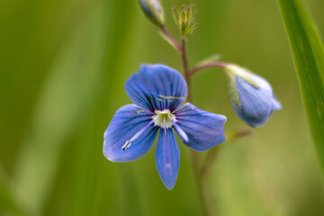 Mały niebieski kwiat na łące.