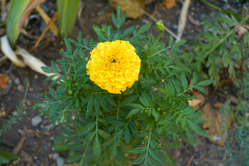 One bright yellow flower of Tagetes erecta in August