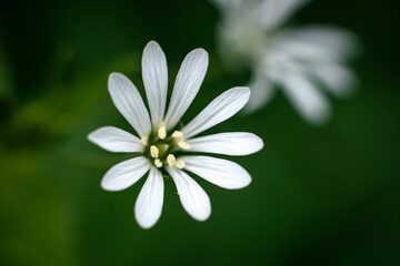 Biały kwiat stokrotki.