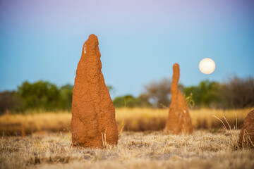 Ant hills with the full moon rising in the background.