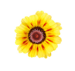 Beautiful summer chrysanthemum Rainbow isolated on white, yellow flower head