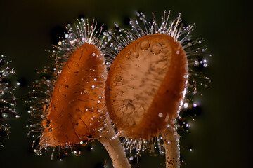 Beautiful short hair cup mushroom on a black background