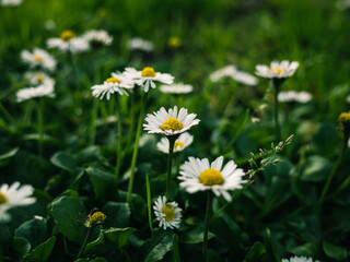 Fototapeta premium daisies in the grass