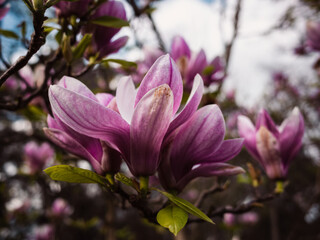 Obraz premium Magnolia flower