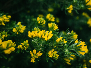 yellow flowers in spring