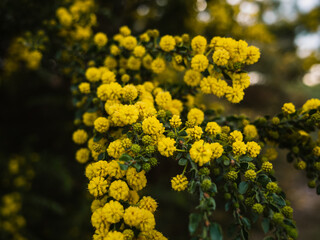 Obraz premium yellow flowers in the garden