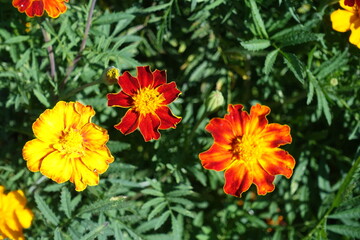 Obraz na płótnie Canvas Three red and yellow flowers of Tagetes patula in August
