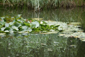 Obraz na płótnie Canvas lake pond with water lillies