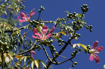 Pink flowers of Ceiba speciosa, silk floss tree, natural floral background