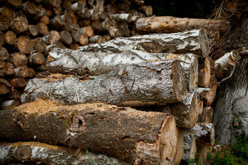 Dry chopped, sawn wooden logs wooden pole texture, lumber or timber industry concept