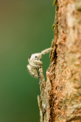 close up of a spider 