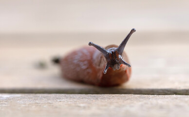 Naked slug on a wooden floor