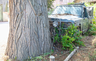 Car wreck and large tree