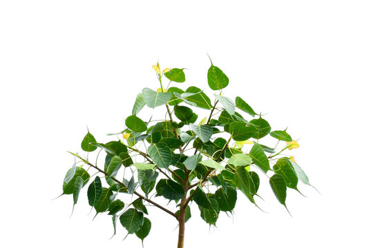 Green leaf Bhodi, ficus religiosa tree isolated on white background