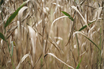 湿地帯の枯れ草