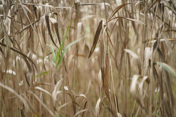 湿地帯の枯れ草