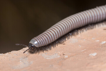 Ommatoiulus rutilans millipede walking on a concrete wall