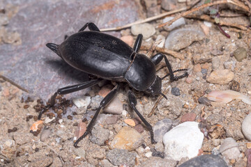 Darkling beetle Blaps lusitanica standing in defense position under the sun