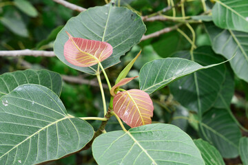 Sacred fig leaf (Ficus religiosa L. , Pipal Tree, Bohhi Tree, Bo Tree, Peepul )