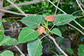 Sacred fig leaf (Ficus religiosa L. , Pipal Tree, Bohhi Tree, Bo Tree, Peepul )