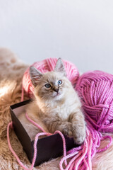 Fototapeta na wymiar kitten playing with yarn