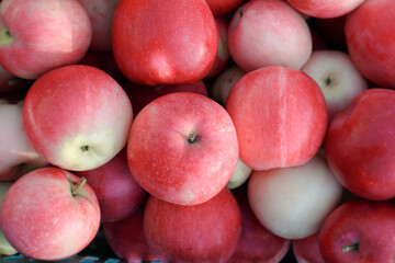 Red apple from organic farm. Harvesting in the garden. Red ripe juicy apples in a plastic box