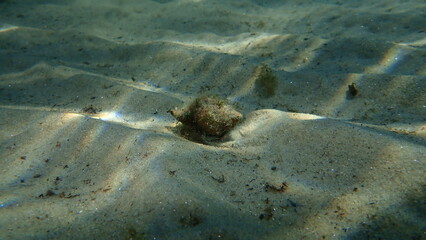 Sea snail trunculus murex or banded murex, trunk murex, banded dye-murex (Hexaplex trunculus)...