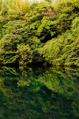 Fototapeta na wymiar 湖と林が隣接する風景