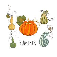 Pumpkin set for halloween in hand drawn style. Orange and green pumpkins. Vector flat illustration.