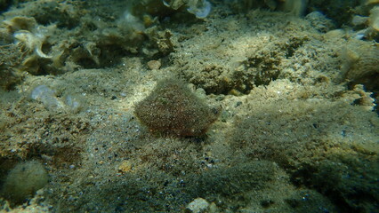 Naklejka na ściany i meble Sea snail trunculus murex or banded murex, trunk murex, banded dye-murex (Hexaplex trunculus) undersea, Aegean Sea, Greece, Halkidiki