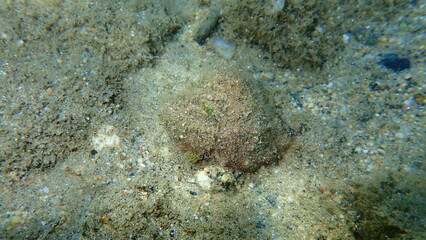 Sea snail trunculus murex or banded murex, trunk murex, banded dye-murex (Hexaplex trunculus) undersea, Aegean Sea, Greece, Halkidiki