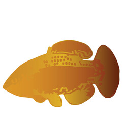 Underwater animal fish