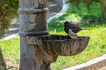 Male blackbird (Turdus merula) bathing and drinking in a public fountain