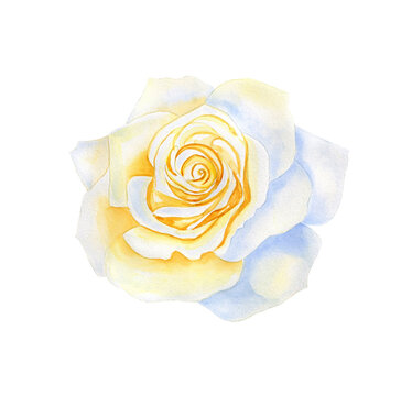 Blooming white rose bud watercolor hand drawn illustration. For wedding and holiday design.