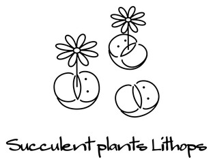 開花している多肉植物のリトープス キャラクター イラスト ベクター